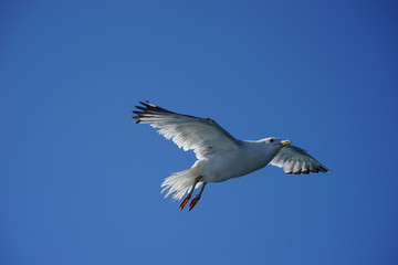 Sea gull on background of blue sky.