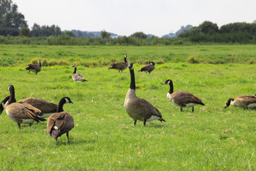 Goose on the green gras in the Holland meadow