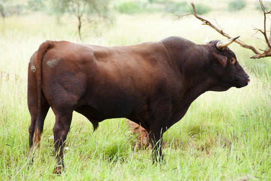 Free Range Australian Cattle