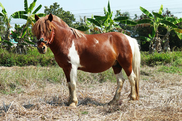 A Horse Standing In The Field
