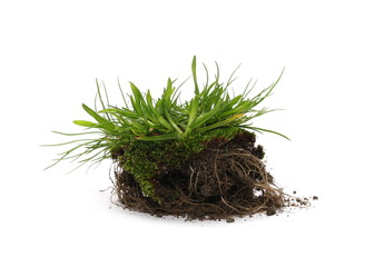 Green grass with dirt, soil isolated on white background and texture