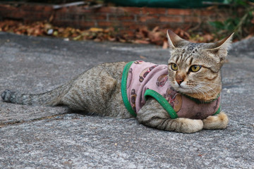 Obraz premium A Cute Cat Resting On The Ground