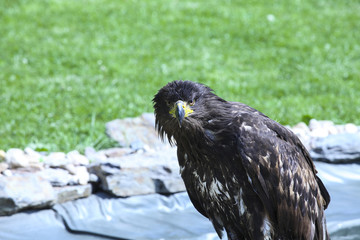 Eagle sight in the green background