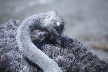 Head of the sleeping ostrich
