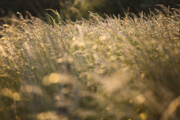 Meadow grass in the sunset light