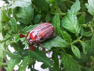 Closeup of a cockchafer sitting on tomato bushes in nature