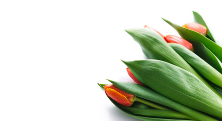 Blossoming tulips on a white background. Isolate, the concept of spring