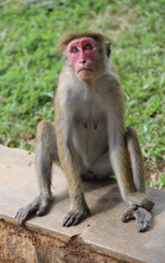 Naklejka na ściany i meble Sad wild monkey sits with a red face. Asia, Sri Lanka, Sigiriya.