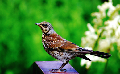 Птичка на мосту