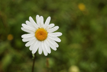 Drops of water in the petals of a daisy