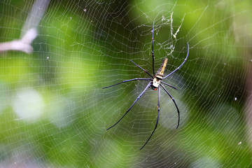 Beautiful spider on the webs in the garden nature background