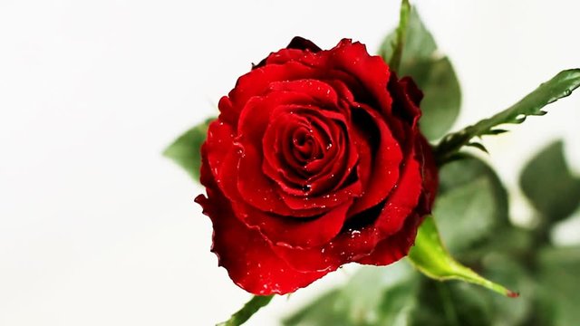 Drops falling on red rose. Slow motion 