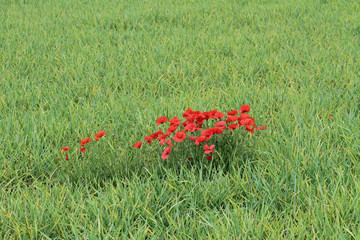 Klatschmohn
