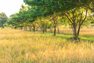 Organic jasmine rice paddy field.