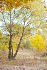 A tree in the forest, covered with yellow autumn leaves