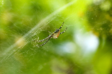 Beautiful spider on the webs in the garden with nature background