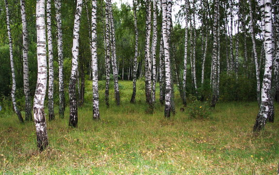 In the photo birch grove in early autumn.In the picture birch, grass, leaves.