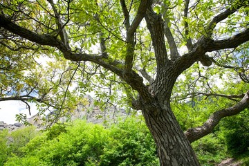 The crown of a large massive tree and foliage on it