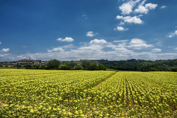 Fototapeta na wymiar Summer landscape near Volterra, Tuscany