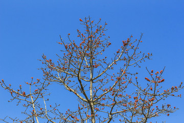tree blue sky nature background