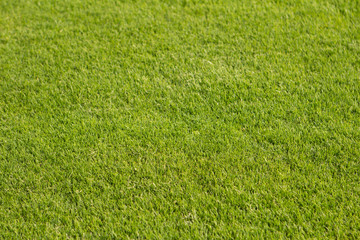 short-haired light green grass under the sun like football field