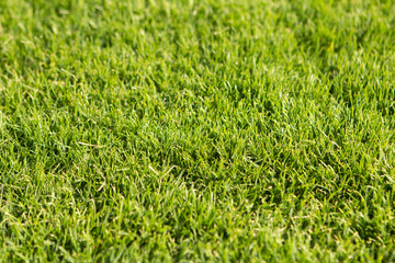short-haired light green grass under the sun like football field