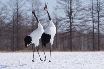 Singing a song, Lovely Cranes　丹頂鶴 © shuttered