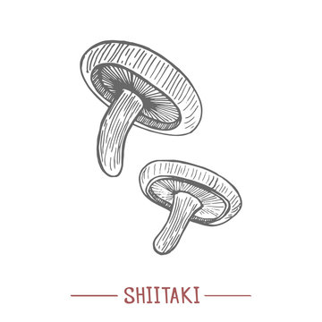 Shiitaki. Mushrooms in Hand Drawn Style for Surface Design Fliers Prints Cards Banners. Vector Illustration