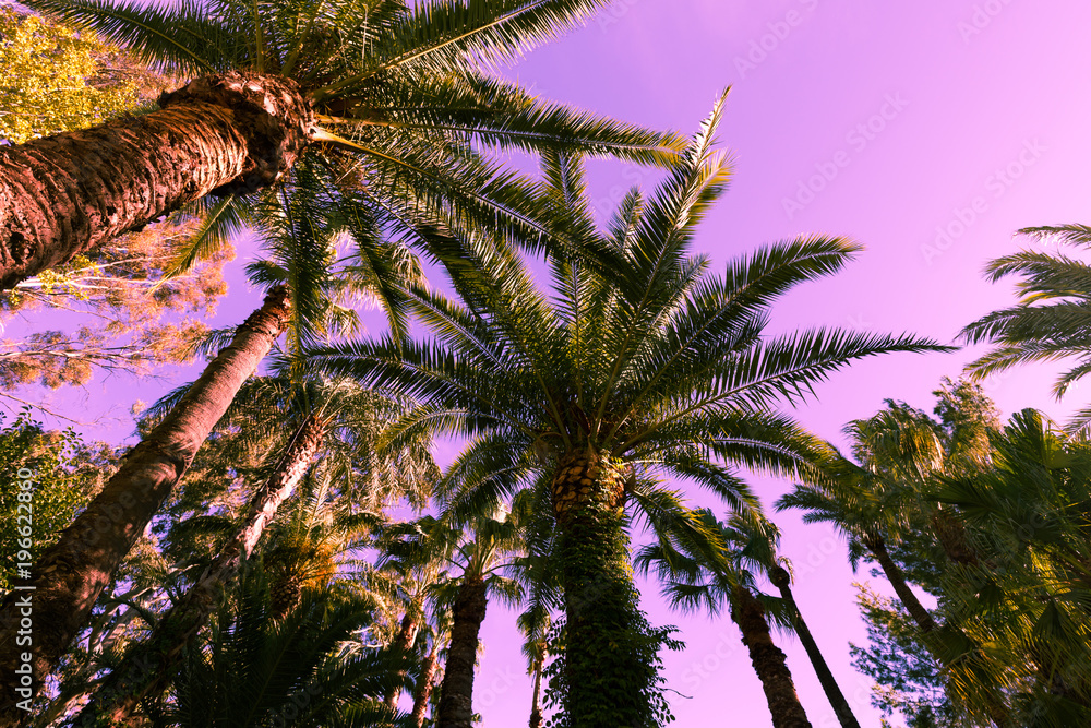 Wall mural Palm trees on the background of the sunset sky- vacation background