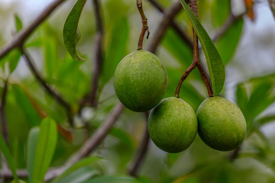 Frucht vom Zerberusbaum, Cerberusbaum, Cerbera odollam,