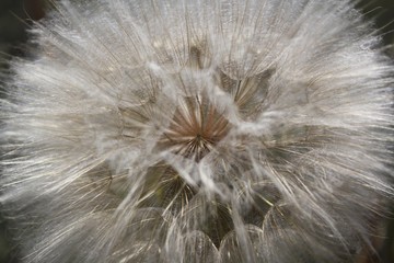 Dandelion head