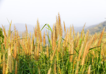 select Focus,A Grass flowers or daisy flower that sits on a bright, mountainous morning lawn and is naturally beautiful on the blurry background of the morning sky.