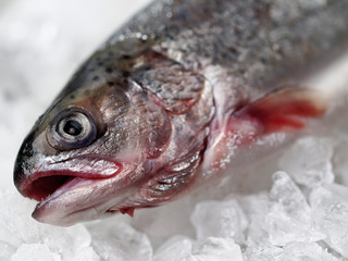 frozen trout stored in ice