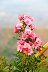 Obraz premium Damask rose petals for rose tea on white background. (Rosa damascena Mill)