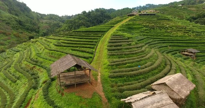 Aerial view of tea plantation terrace on mountain. Beautiful agriculture farm land of traditional village in countryside valley.