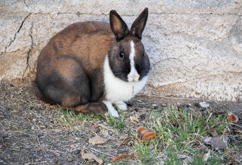 Brown and White Rabbit