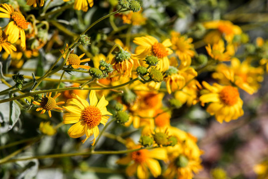 Yellow Flowers in the Spring
