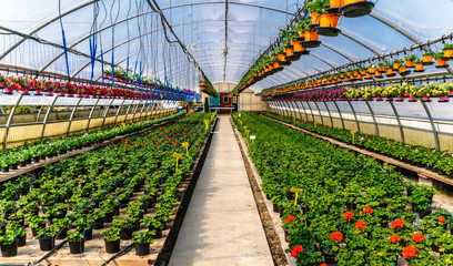 Serra per piante fiorite