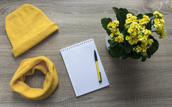 background tree flower calandiva yellow snod scarf cap with spell knitted knitting needles facial smoothness mohair merino wool acrylic yarn notepad pen
