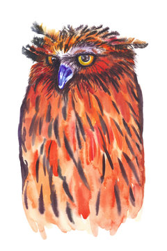 watercolor owl full-length illustration