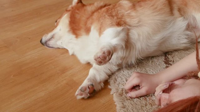 Young pretty woman with red dreadlocks  play with corgi dog on carpet