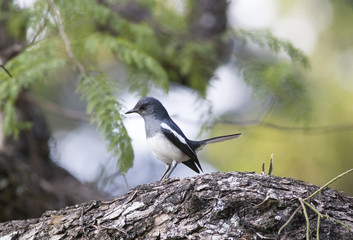 Oriental magpie robin bird on tree