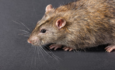 animal gray rat close-up
