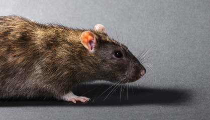 animal gray rat close-up