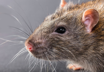 animal gray rat close-up