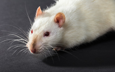 animal white rat