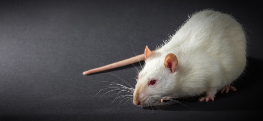 animal white rat close-up