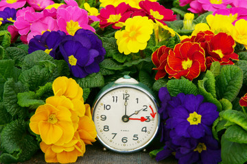 Zeitumstellung, Sommerzeit, Wecker, Frühlingsblumen, Primeln, 25. März 2018