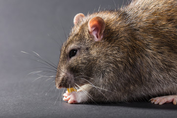 animal gray rat eating close-up