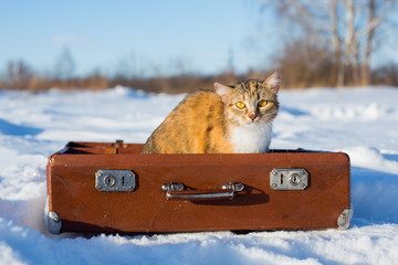 Кошка сидит в чемодане на улице зимой